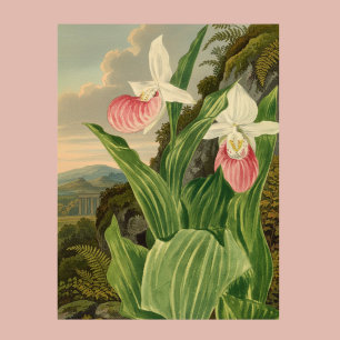 アツモリソウのビンテージ フラワー オーキッド 植物画 ポスター