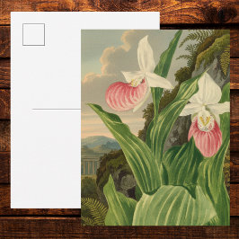 アツモリソウのビンテージ フラワー オーキッド 植物画 ポストカード