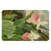 アツモリソウのヴィンテージ植物画 オーキッド マグネット (横)