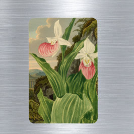 アツモリソウのヴィンテージ植物画 オーキッド マグネット