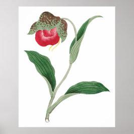 アツモリソウの花、ヴィンテージ日本の芸術 ポスター