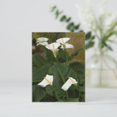 アティオピカ属のユリ属（ユリ属） ポストカード (スタンド正面)