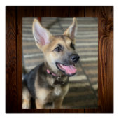 アテナの子犬 ポスター (正面)