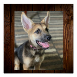 アテナの子犬 ポスター