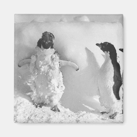 アデエマント マグネット (正面)