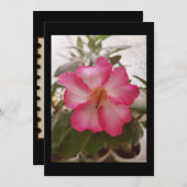 アデニウムのピンクと白の花の花自然の庭園の植物 招待状 (正面/裏面)