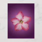 アデニムピンクの花フローラグラジエントバイオレット ポストカード (正面)