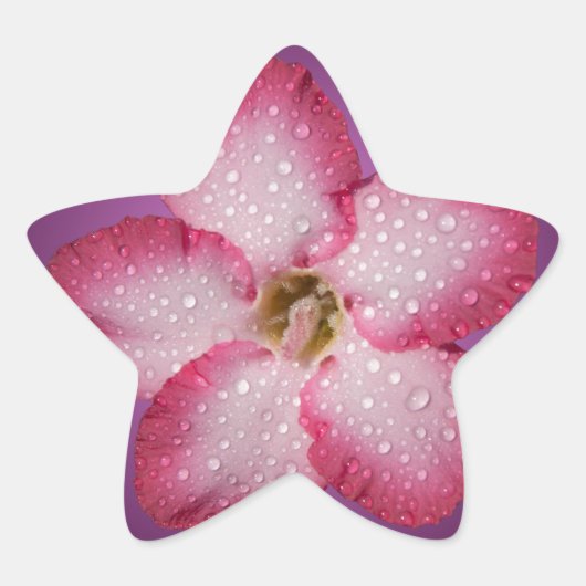 アデニムピンクの花フローラグラジエントバイオレット 星シール (正面)