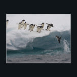 アデリーペンギンが海ポーレットにダイビング ポストカード<br><div class="desc">アデリーペンギンが海にダイビングPaulette Is | Darrell Gulin | AssetID: 83408383</div>