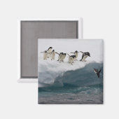 アデリーペンギンが海ポーレットにダイビング マグネット (正面/裏面)