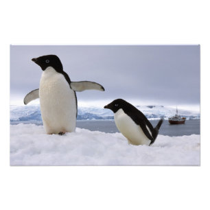 アデリーペンギンのつがい 南極 フォトプリント