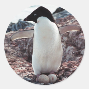 アデリーペンギンの巣のステッカー ラウンドシール