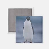 アデリーペンギンオンアイス マグネット (正面/裏面)