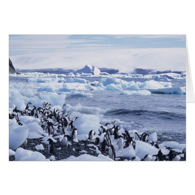 アデリーペンギンズピゴスケリス (正面横)