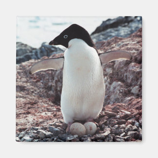 アデリーペンギンネスト磁石 マグネット