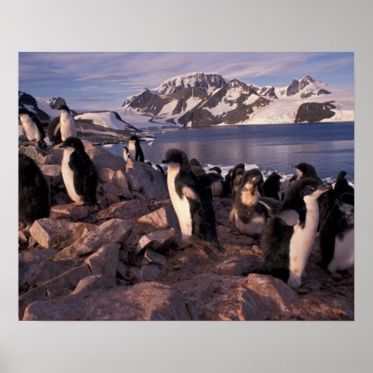 アデリーペンギン南極 ポスター (正面)