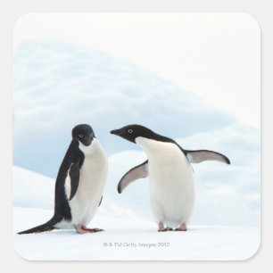 アデリーペンギン2羽が氷の上に座っている スクエアシール