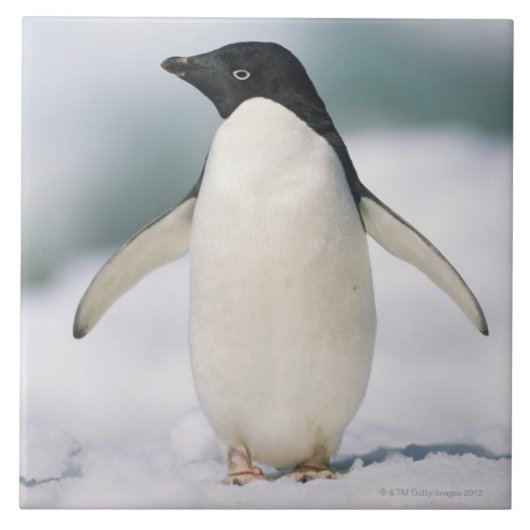 アデリーペンギン、クローズアップ タイル (正面)