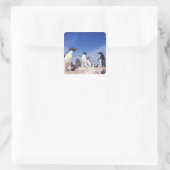 アデリーペンギン・ピゴスケリス南極 スクエアシール (バッグ)