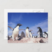 アデリーペンギン・ピゴスケリス南極 ポストカード (正面/裏面)