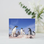 アデリーペンギン・ピゴスケリス南極 ポストカード (スタンド正面)