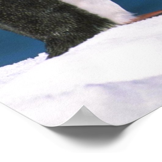 アデリーペンギン ポスター (角)