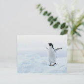 アデリーペンギン、南極大陸 ポストカード (スタンド正面)