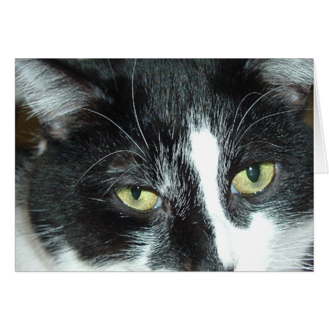 アトポップ・アートのルキャット (正面横)