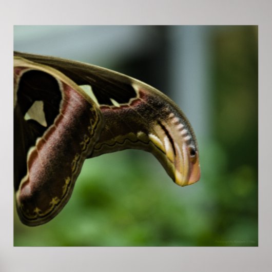 アトラスの翼プリント ポスター (正面)