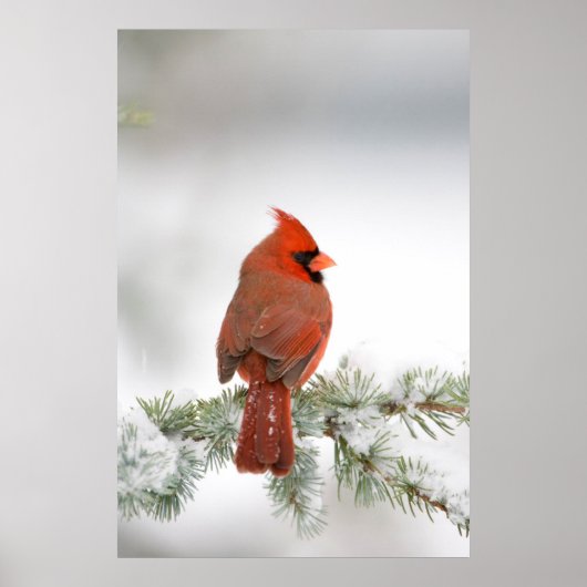 アトラスシーダーと雄のショウジョウコウカンチョウ ポスター (正面)