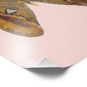 アトラス・モス フォトプリント            (角)