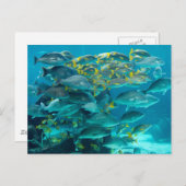 アトランティスの魚のアクアリウム ポストカード (正面/裏面)