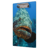 アトランティックゴリアスハタ クリップボード (左)