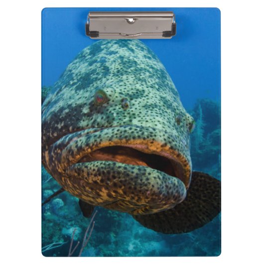 アトランティックゴリアスハタ クリップボード (正面)