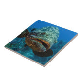 アトランティックゴリアスハタ タイル (側面)