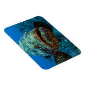 アトランティックゴリアスハタ マグネット (右側)