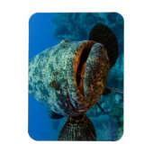 アトランティックゴリアスハタ マグネット (縦)