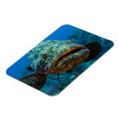 アトランティックゴリアスハタ マグネット (左側)