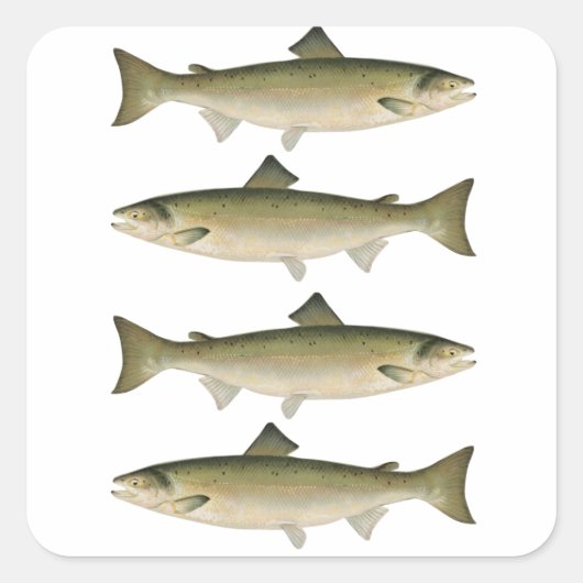 アトランティックサーモン魚釣り冒険 スクエアシール (正面)