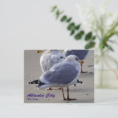 アトランティックシティのカモメ族 ポストカード (スタンド正面)