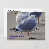 アトランティックシティのカモメ族 ポストカード (正面/裏面)