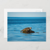 アトランティックハーバーシール ポストカード (正面/裏面)