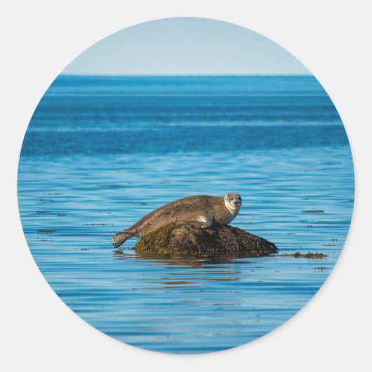 アトランティックハーバーシール ラウンドシール (正面)