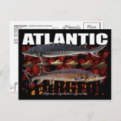 アトランティック・スチュージョン・コラージュ・ポストカード ポストカード (正面/裏面)