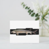 アトランティック・チョウザメ – アシペンザー・オキシリヌス ポストカード (スタンド正面)