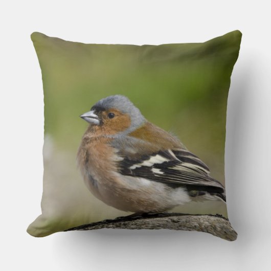 アトリ(WILD: Fringilla coelebs) クッション (正面)