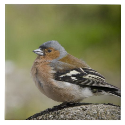 アトリ (WILD: Fringilla coelebs) タイル (正面)