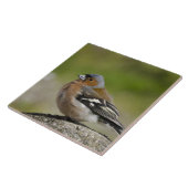 アトリ (WILD: Fringilla coelebs) タイル (側面)