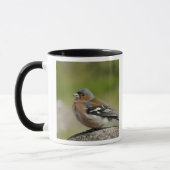 アトリ(WILD: Fringilla coelebs) マグカップ (左)