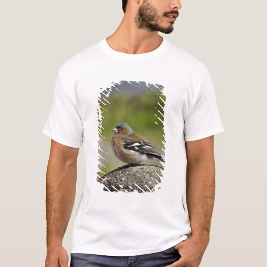 アトリ（WILD: Fringilla coelebs) Tシャツ (正面)